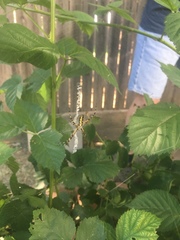 Argiope aurantia