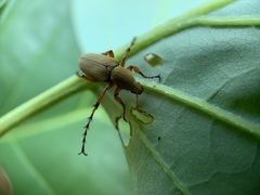 Macrodactylus subspinosus