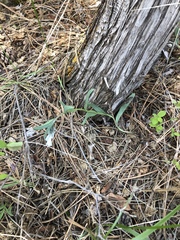 Mertensia lanceolata