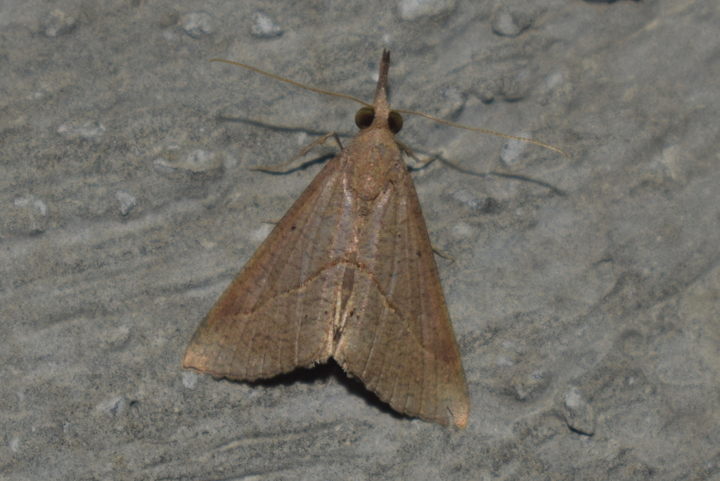 Suhot Insect Simple Snout from Shirur, Maharashtra 412210, India on August 5, 2024 ...