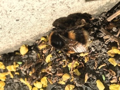 Bombus terrestris