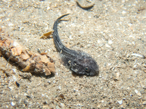 Armed bullhead (Agonus cataphractus) — Agonidae — 4