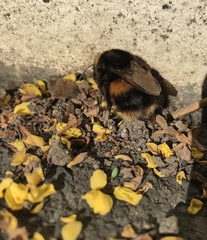 Bombus terrestris
