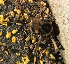 Bombus terrestris