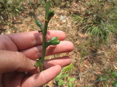 Agave tenuifolia