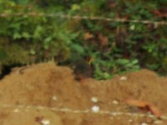 Catharus dryas