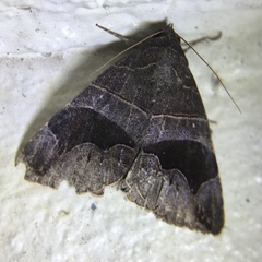 Bastilla joviana