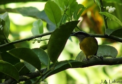 Coereba flaveola mexicana