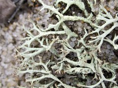 Cladonia labradorica