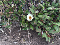 Dryas