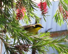Lichenostomus melanops