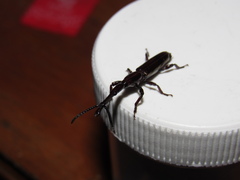 Brentinae