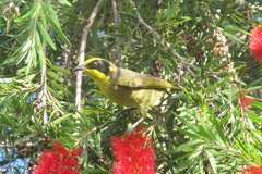 Lichenostomus melanops