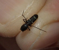 Neoclytus jouteli