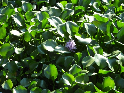 common water hyacinth