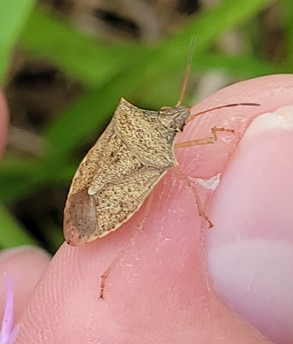 Brown Stink Bug photo 6