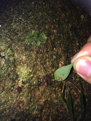Lepanthes bradei