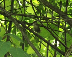 Uropsila leucogastra