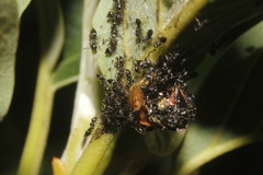 Papilio menatius victorinus