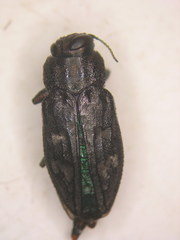 Chrysobothris femorata