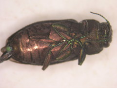Chrysobothris femorata