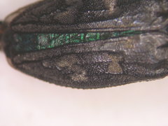 Chrysobothris femorata