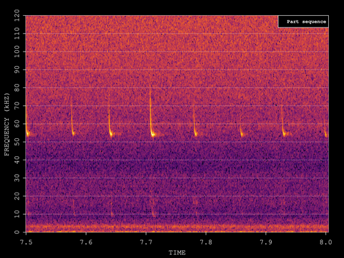 Soprano Pipistrelle
