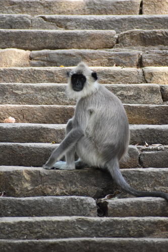 Tufted Gray Langur
