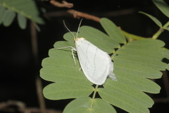 Leuculodes lacteolaria