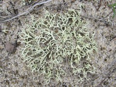 Cladonia labradorica
