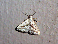 Macrochilo absorptalis