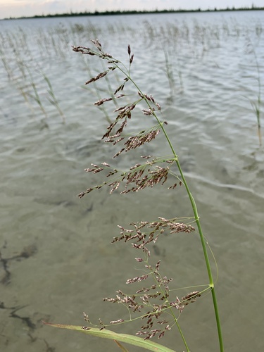 Pendantgrass (Arctophila fulva)