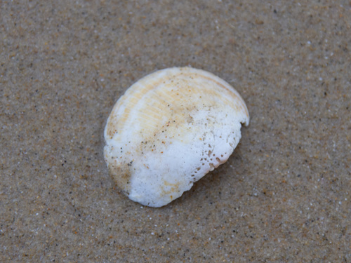 Glycymeris striatularis