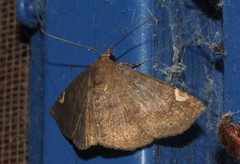 Eulepidotinae