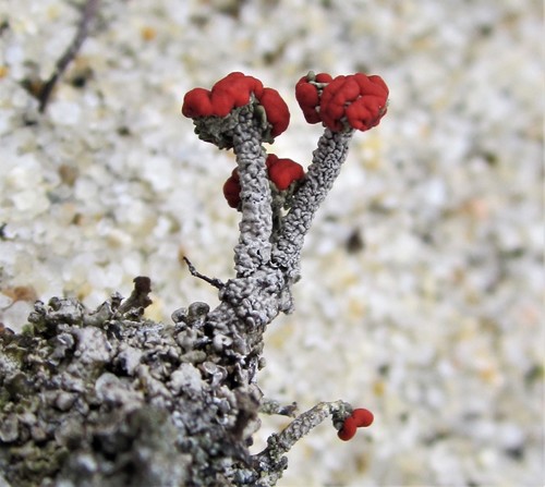 Gritty British soldiers lichen