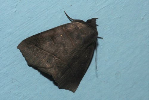 Isogona natatrix