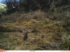 Grallaria quitensis