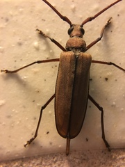 Aegolipton marginale