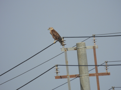Northern Long-legged Buzzard