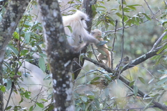 Trachypithecus geei