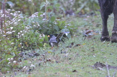 Urocissa flavirostris