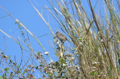 Prinia crinigera