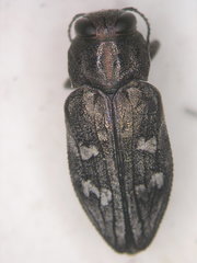Chrysobothris femorata