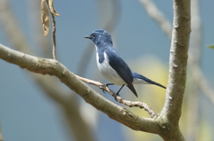 Ficedula superciliaris