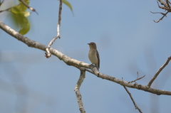 Ficedula superciliaris