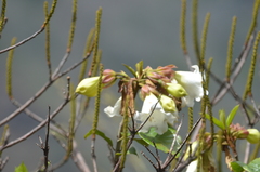 Beaumontia grandiflora