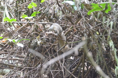 Callosciurus pygerythrus