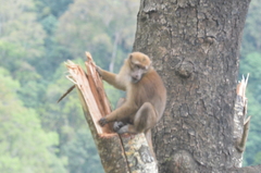 Macaca assamensis