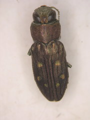 Chrysobothris octocola