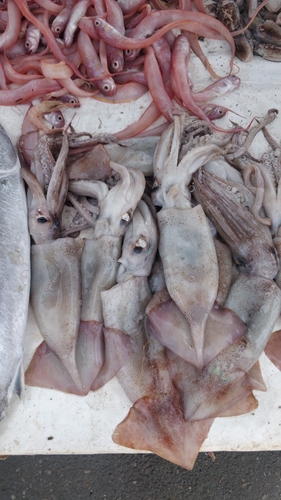 Broadtail Shortfin Squid
